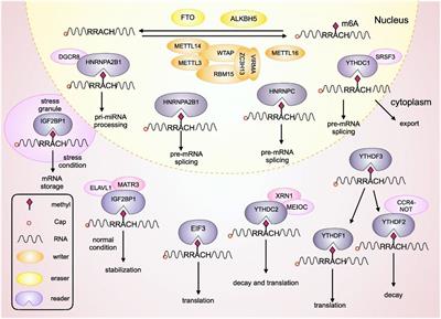 Targeting RNA N6-methyladenosine modification—— a novel therapeutic target for HER2- positive gastric cancer